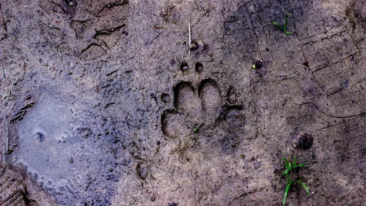 Climate and Temperature Effects on Foundations